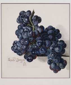 Raisins